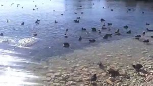 Лысухи в Севастополе