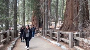 Национальный парк Секвойя, Калифорния.