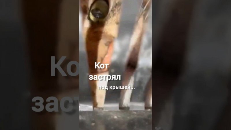 Спасение кота. Сколько он голодал? Содрал шерсть. Пытался выбраться. Браво спасателю!