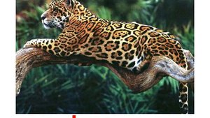 Животные   дикие кошки  Карточки Гленна Домана  Обучение детей английским словам  фразам