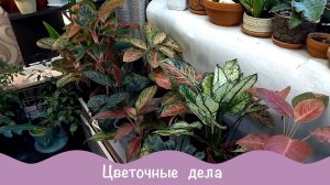 Садик цветов. Цветочные будни.