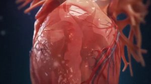 Гипертрофия сердца // Виды гипертрофий // Какие тренировки полезны для сердца // Долголетие