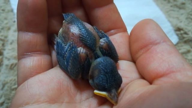 Воробушек упал из гнезда! смотреть онлайн