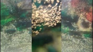 Золотая рыбка. Как поднять малька. Съемка под линзой. Такого еще никто не видел.