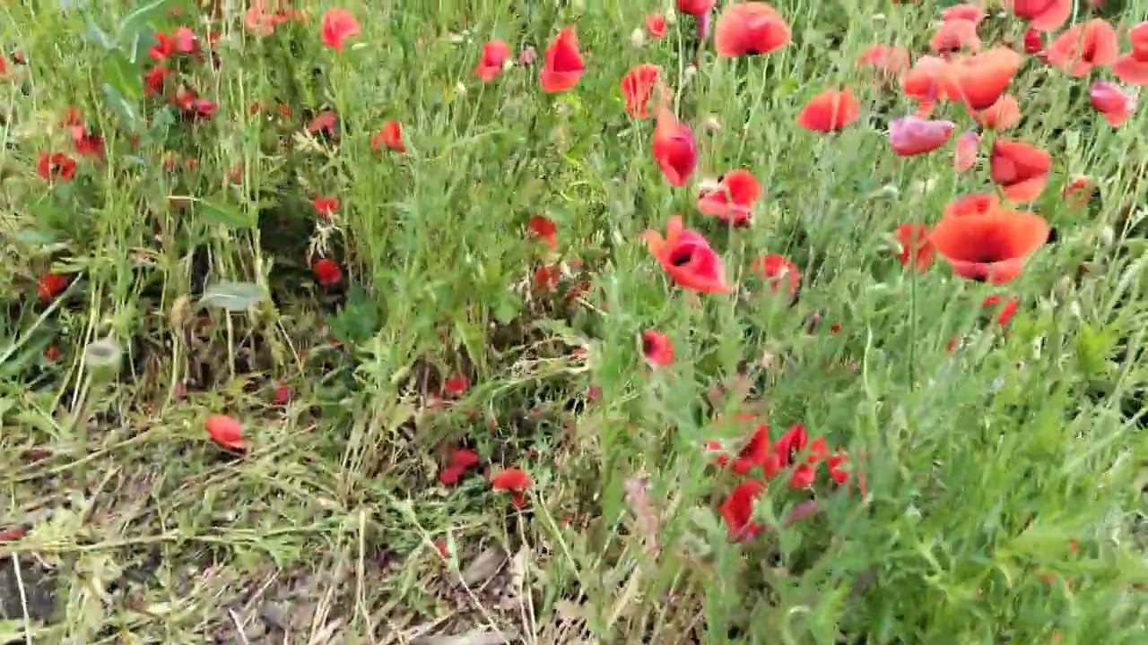 Маки в Пятигорске. Июнь 2022 смотреть онлайн