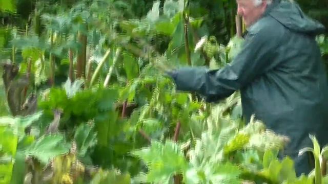 Срезание цветов борщевика смотреть онлайн