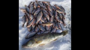 Зимняя рыбалка на Рефтинском Рассохи -3 с 31 на 1.02.24 бонус был!