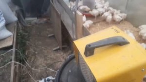 Эксперимент по выращиванию бройлеров в теплице - начало
