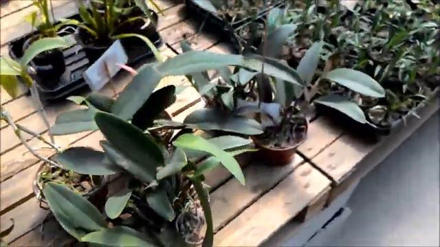 LANÇAMENTO! CORTES DE ORQUÍDEAS COM ÓTIMO PREÇO E MELHOR FRETE! смотреть онлайн