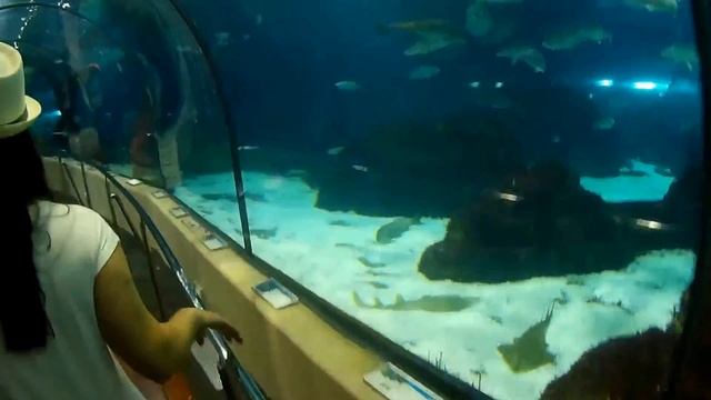 Барселона Океанариум #2 смотреть онлайн