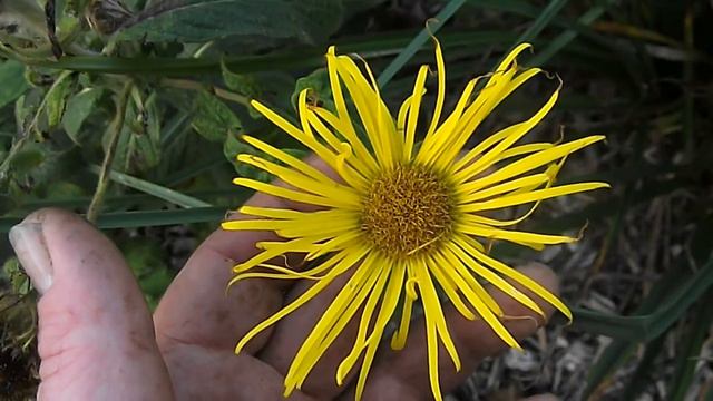Devil's-bit Scabious ( Succisa pratensis ) , Inula Hookeri or Hookerii and Verbena bonariensis смотреть онлайн