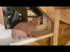 Кира в новом доме