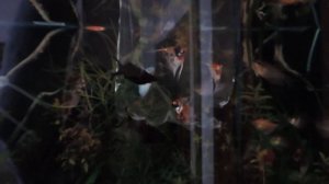 Новая рыба скалярии и лялиус