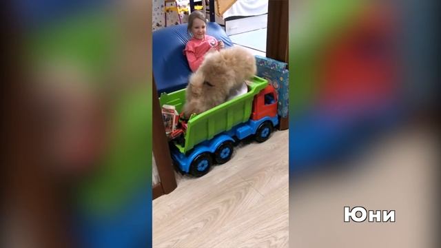 Щенкам шпица 4 месяца. У шпица Юни личный авто. Померанский шпиц Мисс Николь собирает чеки