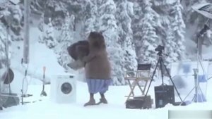 Как появляются белые медведи