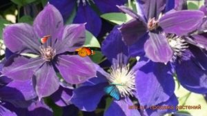 Клематис крупноцветковый Негритянка ? обзор: как сажать, саженцы клематиса Негритянка