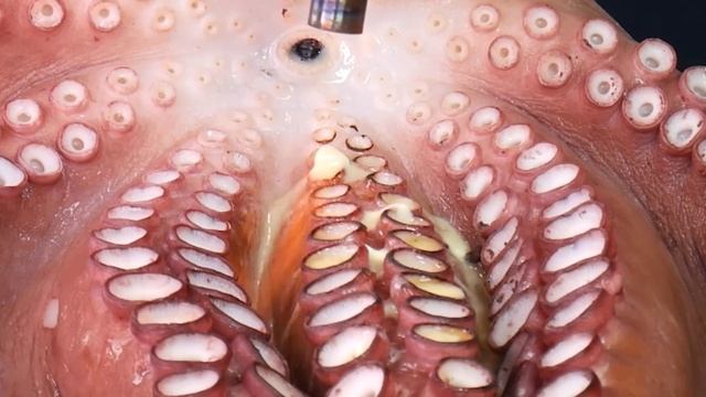 [Mukbang ASMR] 레전드! 16KG 역대급 초대왕 문어 먹방? 16KG Biggest Octopus Eatingshow realsound Ssoyoung смотреть онлайн