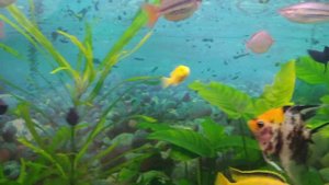 День 5. Продолжаю лечение рыб в общем аквариуме препаратом eSHa 2000.