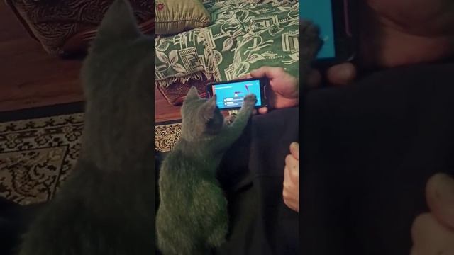 ? ?Компьютерный Кот,развлечение для Кота? ?