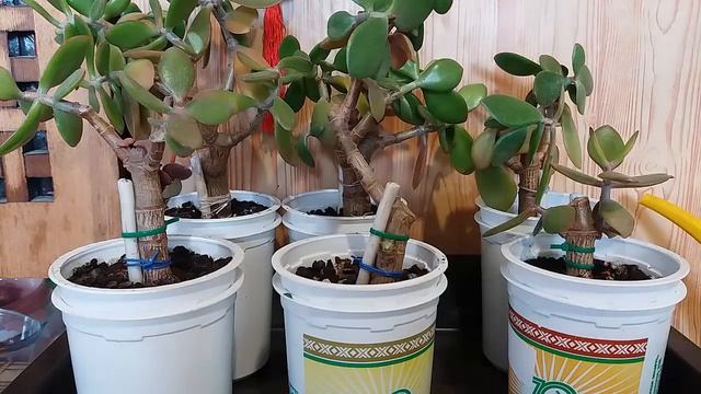 Как можно укоренять толстянку, крассулу (Денежное дерево)? How can one root a crassula, (Money tree смотреть онлайн