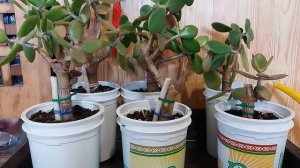 Как можно укоренять толстянку, крассулу (Денежное дерево)? How can one root a crassula, (Money tree