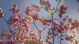 Песняры ( За полчаса до весны ) Владимиру Мулявину