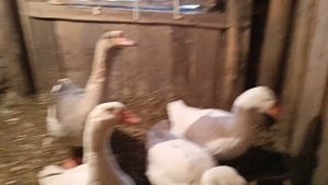 Утром надо кормить птицу. Гуси и куры нас ждут.