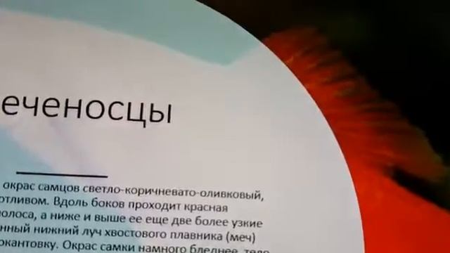 Меченосцы уход и содержание смотреть онлайн