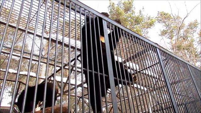 Гималайский мишка справился с заданием (ч.3). 03.03.19 г. смотреть онлайн