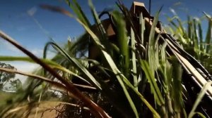 Сахар тростниковый