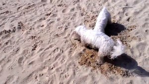 Биби и Киора