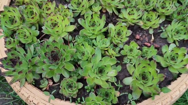 Каркас для плетения гороха. смотреть онлайн