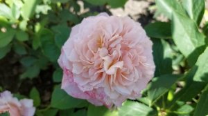 Японские розы. Новинки 2021