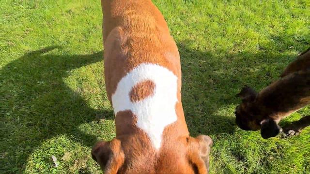 REVIEW Of Dried OX LIVER Eaten By The Experts Boxer Rex And Sammie! 😁 смотреть онлайн