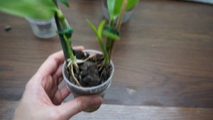 Мои ДЕНДРОБИУМЫ Нобиле и ДЕНДРОФАЛЕНОПСИСЫ