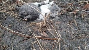 Проверка капканов. Снова попала норка. Охота на норку.