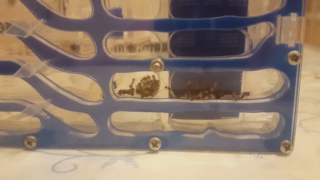 Муравьиная ферма (начало) обзор формикария. смотреть онлайн