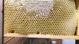 Начал откачивать липовый мед