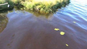 Рыбалка в Карелии, на лесном озере.