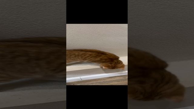 Брюс-золотой британский котик ny11(23)