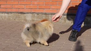 Померанський Шпіц хлопчик оранж і дівчинка крем-соболь #pomeranianpuppy