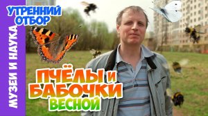 Пчёлы-кукушки, осы-волки, мухи-журчалки и все-все-все... Тимофей Левченко