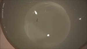 Блесна зимняя листик