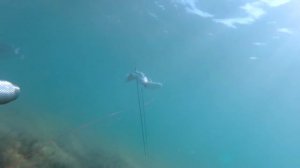 Подводная охота в Керчи. Лобань , кефаль - 2016 г