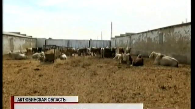 Российский фермер получил в подарок двух бычков аулиекольской породы смотреть онлайн