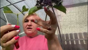 Черенкование гортензий, не пропустите!!!!!!