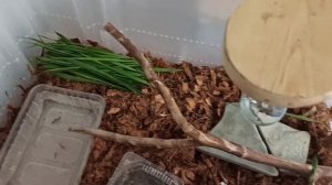 Террариум для живородящих ящериц.