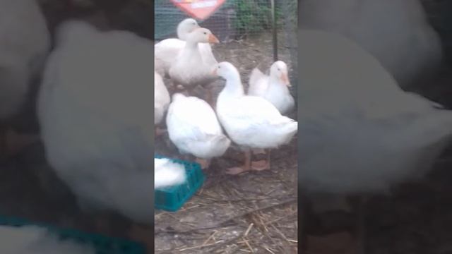 Датский Легард Гусям 50 суток смотреть онлайн