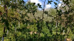 Арония (черноплодная рябина) chokeberry . Цветение.