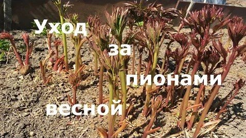 Сделай это весной и пионы будут чудесно цвести! Уход за пионами весной!